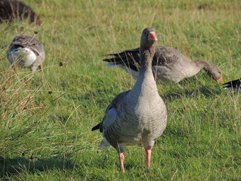 Ducks on field