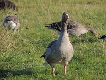 Ducks on field