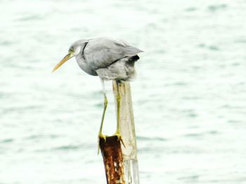 Close-up of bird perching in water