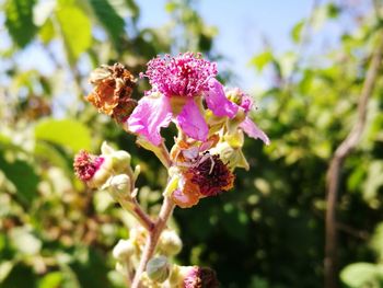 Close-up of pink flowering plant