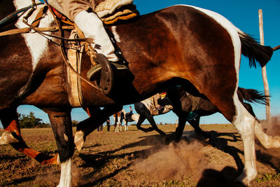 View of horse speed on field