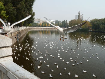 Seagulls flying over lake