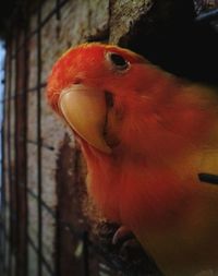 Close-up of parrot in cage