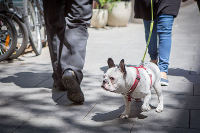 Low section of person with dog on street