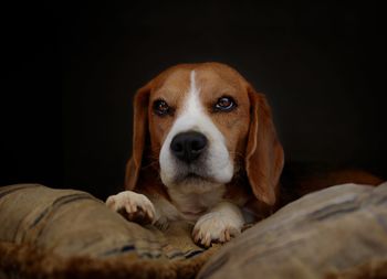 Close-up portrait of dog resting