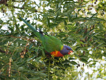 View of parrot perching on tree