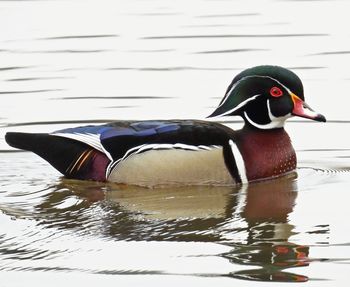 Bird swimming in lake