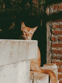 Portrait of cat sitting on wall