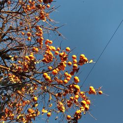 Low angle view of flower tree against clear blue sky