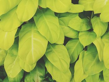 Full frame shot of green leaves