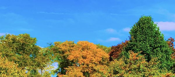 Low angle view of trees against sky during autumn