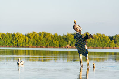 Brown pelican and cormorant perching on board in sea against clear sky