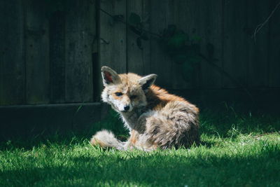 Fox on grass