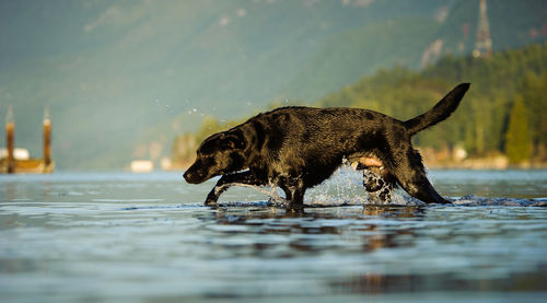 Black labrador retriever walking in lake