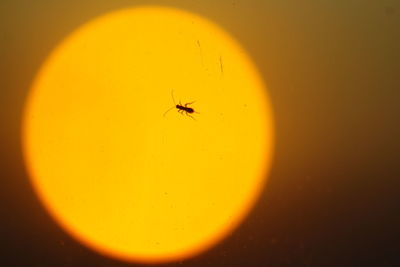 Close-up of ant on spider