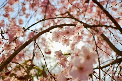 Low angle view of cherry blossoms in spring