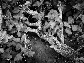 Close-up of frozen plant on field