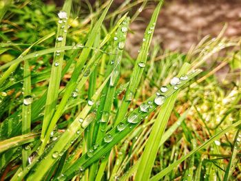 Close-up of wet grass