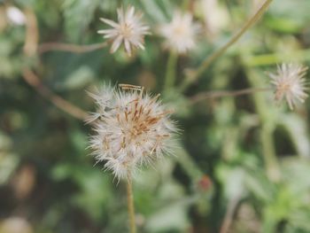 Close-up of thistle against blurred background