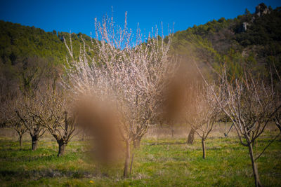 Trees on field against clear blue sky