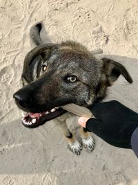 Close-up of dog on sand