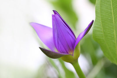 Close-up of purple flowering plant