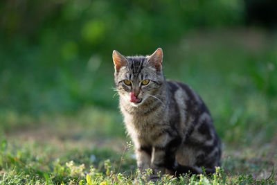 Portrait of a cat on field