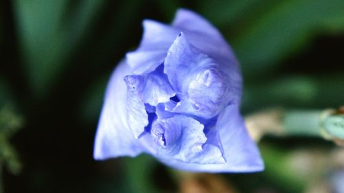 Close-up of purple flower