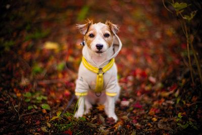 Portrait of dog