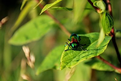 Close-up of insect on leaf