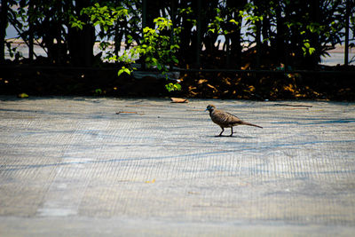 Side view of a bird on water