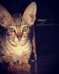 Close-up portrait of cat sitting