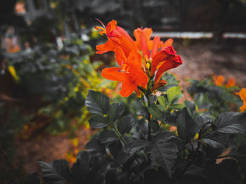 Close-up of orange flowering plant