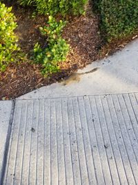 High angle view of plants by road