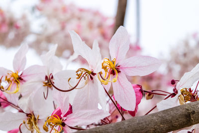 Close-up of pink cherry blossoms