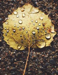 Close-up of raindrops on leaf