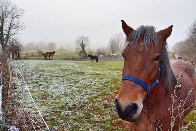 Close-up of horse on field against sky