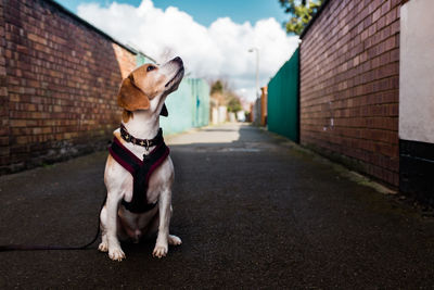 View of dog sitting on street