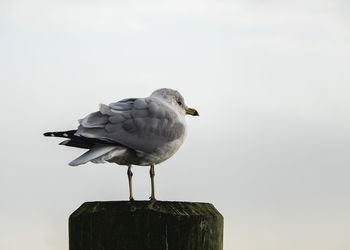 Close-up back view of seagull perching on wooden post