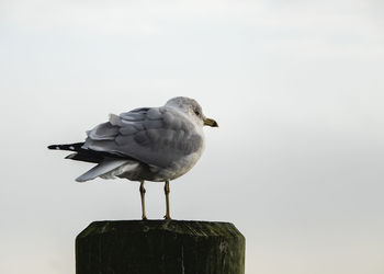 Close-up of seagull perching on wooden post