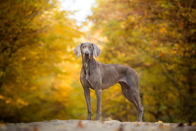 Dog standing in the autumn forest.
