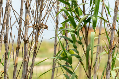 Close-up of bamboo plants