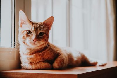 Portrait of cat by window at home