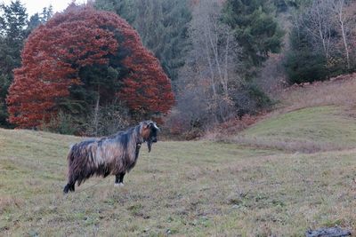 Horses in a field