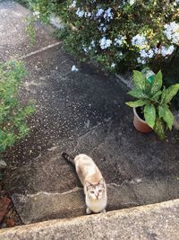 High angle portrait of cat on plant