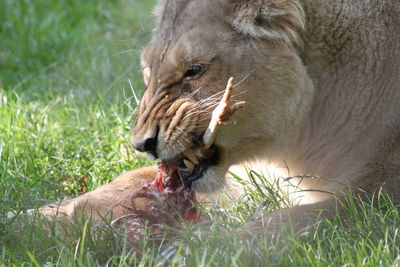 Lioness eating meat in forest