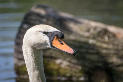 Close-up of swan swimming in lake