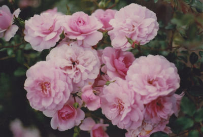 Close-up of pink flowers