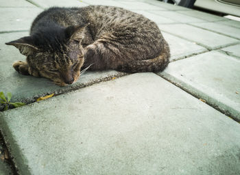 High angle view of a cat sleeping