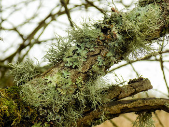 Low angle view of tree branches